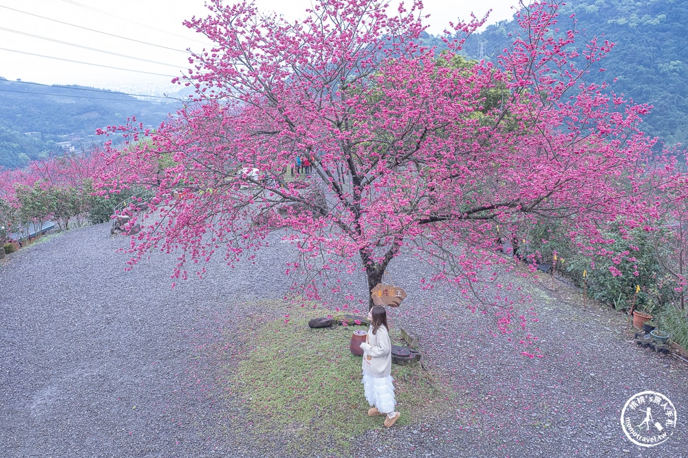宜蘭冬山景點|松櫻秘境-櫻花樹下露營-超佛免費開放賞櫻|最新賞櫻花況.停車資訊.賞花拍照點介紹