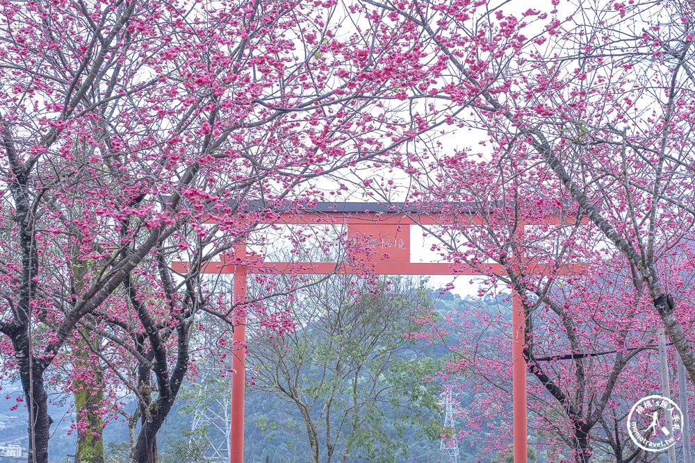 宜蘭冬山景點|松櫻秘境-櫻花樹下露營-超佛免費開放賞櫻|最新賞櫻花況.停車資訊.賞花拍照點介紹