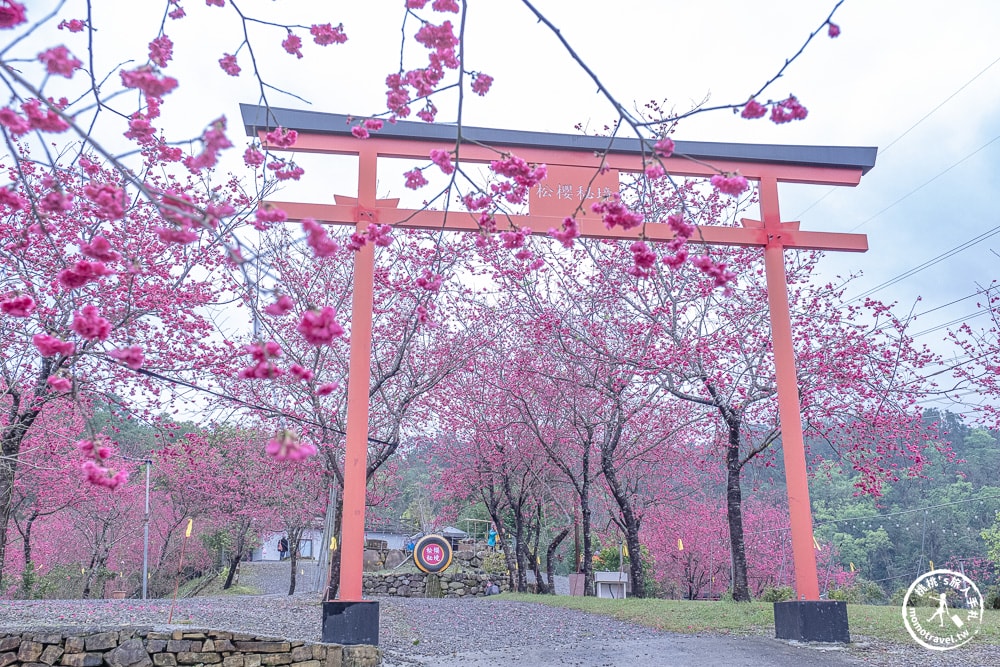 宜蘭冬山景點|松櫻秘境-櫻花樹下露營-超佛免費開放賞櫻|最新賞櫻花況.停車資訊.賞花拍照點介紹