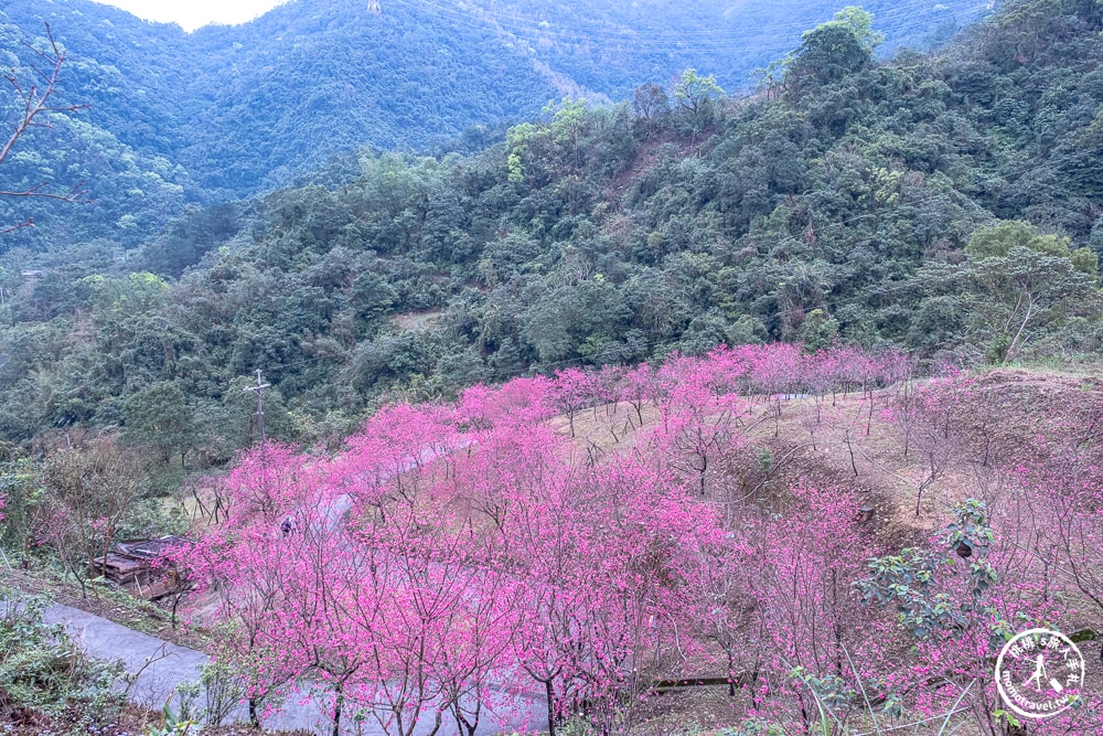 宜蘭冬山景點|松櫻秘境-櫻花樹下露營-超佛免費開放賞櫻|最新賞櫻花況.停車資訊.賞花拍照點介紹