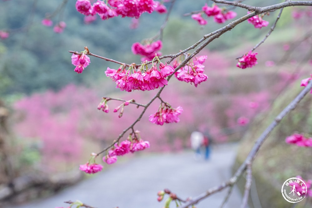 宜蘭冬山景點|松櫻秘境-櫻花樹下露營-超佛免費開放賞櫻|最新賞櫻花況.停車資訊.賞花拍照點介紹