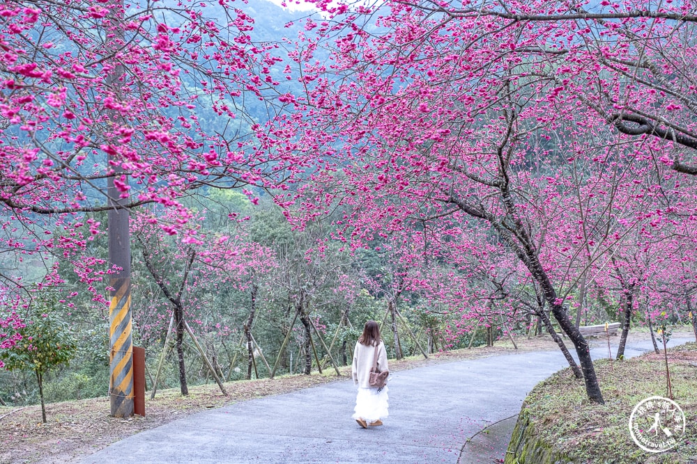 宜蘭冬山景點|松櫻秘境-櫻花樹下露營-超佛免費開放賞櫻|最新賞櫻花況.停車資訊.賞花拍照點介紹