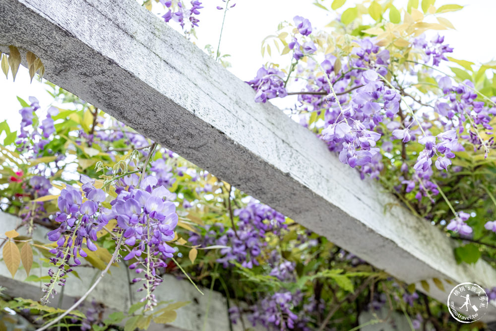 桃園蘆竹景點|開南大學紫藤花隧道|花況花期.交通停車.相關介紹