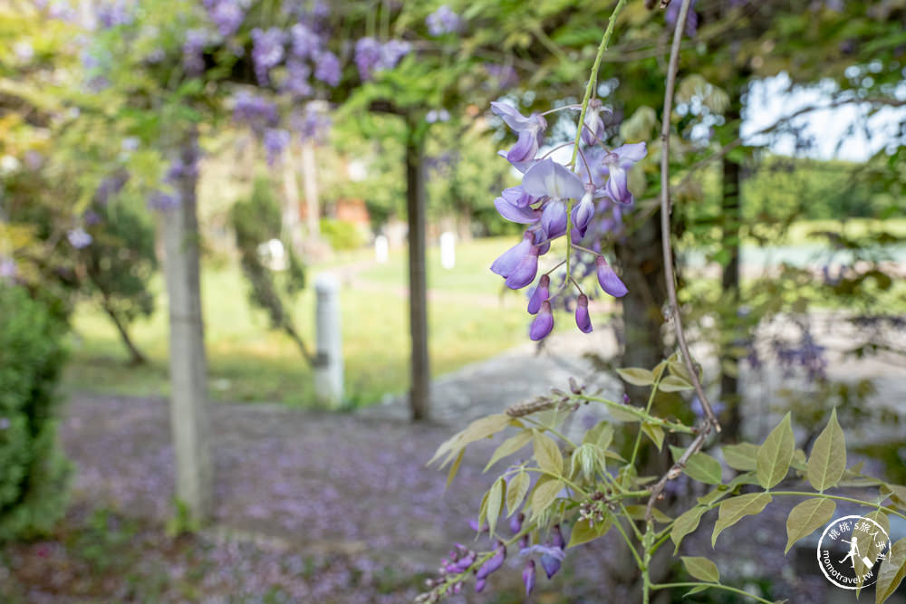 桃園蘆竹景點|開南大學紫藤花隧道|花況花期.交通停車.相關介紹