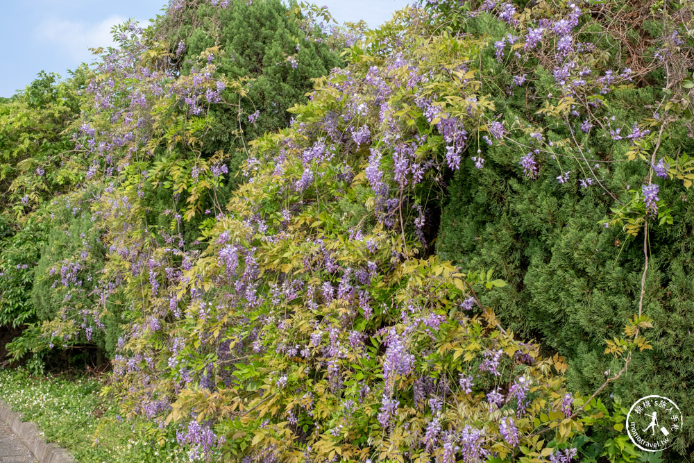 桃園蘆竹景點|開南大學紫藤花隧道|花況花期.交通停車.相關介紹