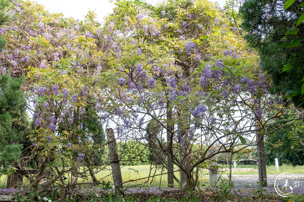 桃園蘆竹景點|開南大學紫藤花隧道|花況花期.交通停車.相關介紹