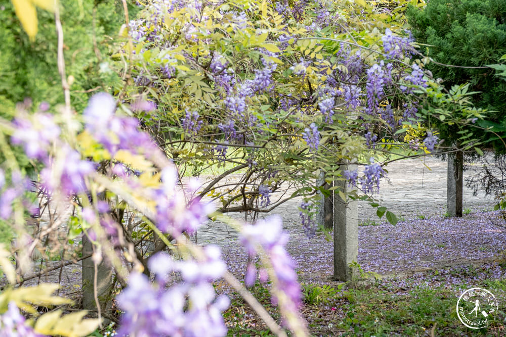 桃園蘆竹景點|開南大學紫藤花隧道|花況花期.交通停車.相關介紹