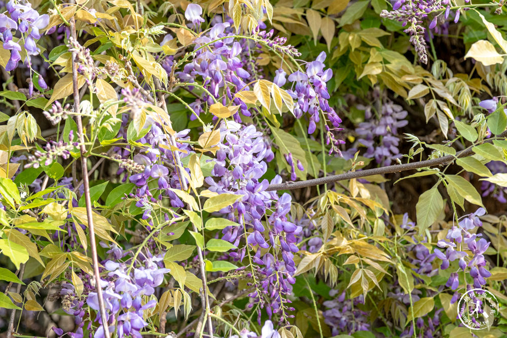 桃園蘆竹景點|開南大學紫藤花隧道|花況花期.交通停車.相關介紹