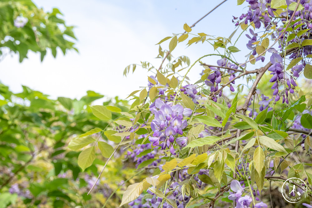 桃園蘆竹景點|開南大學紫藤花隧道|花況花期.交通停車.相關介紹