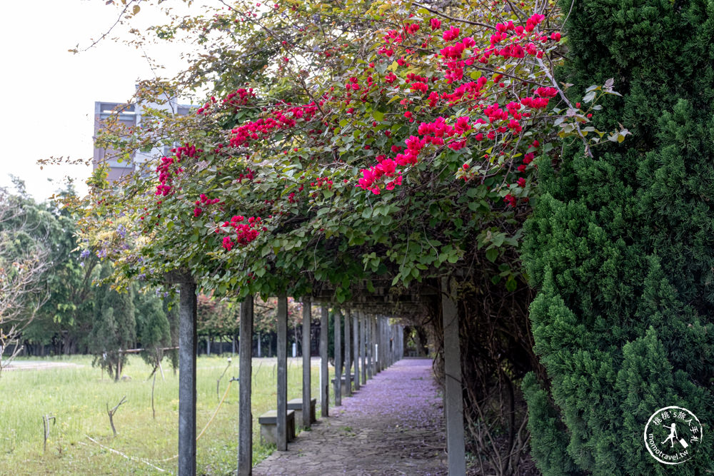 桃園蘆竹景點|開南大學紫藤花隧道|花況花期.交通停車.相關介紹