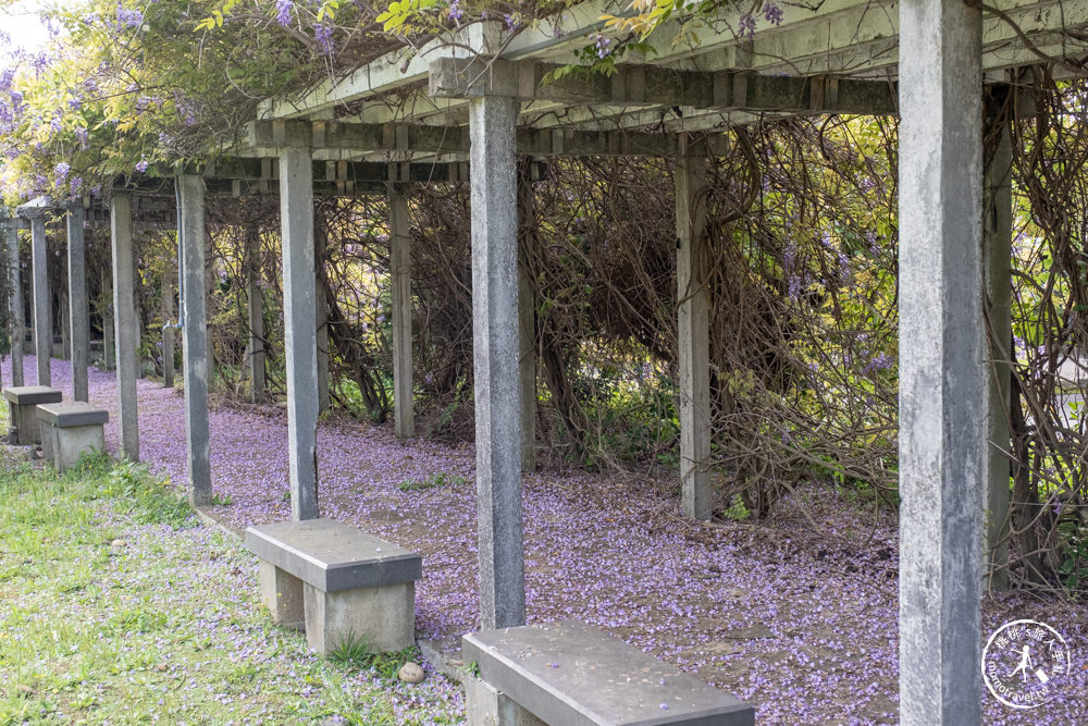 桃園蘆竹景點|開南大學紫藤花隧道|花況花期.交通停車.相關介紹