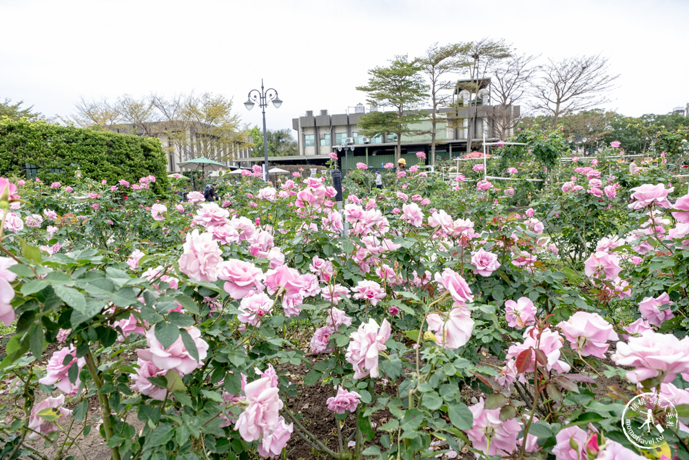 台北中山景點|2023台北玫瑰展in台北玫瑰園|花博公園新生園區 免費開放賞花|交通停車.最新花況.活動時間介紹