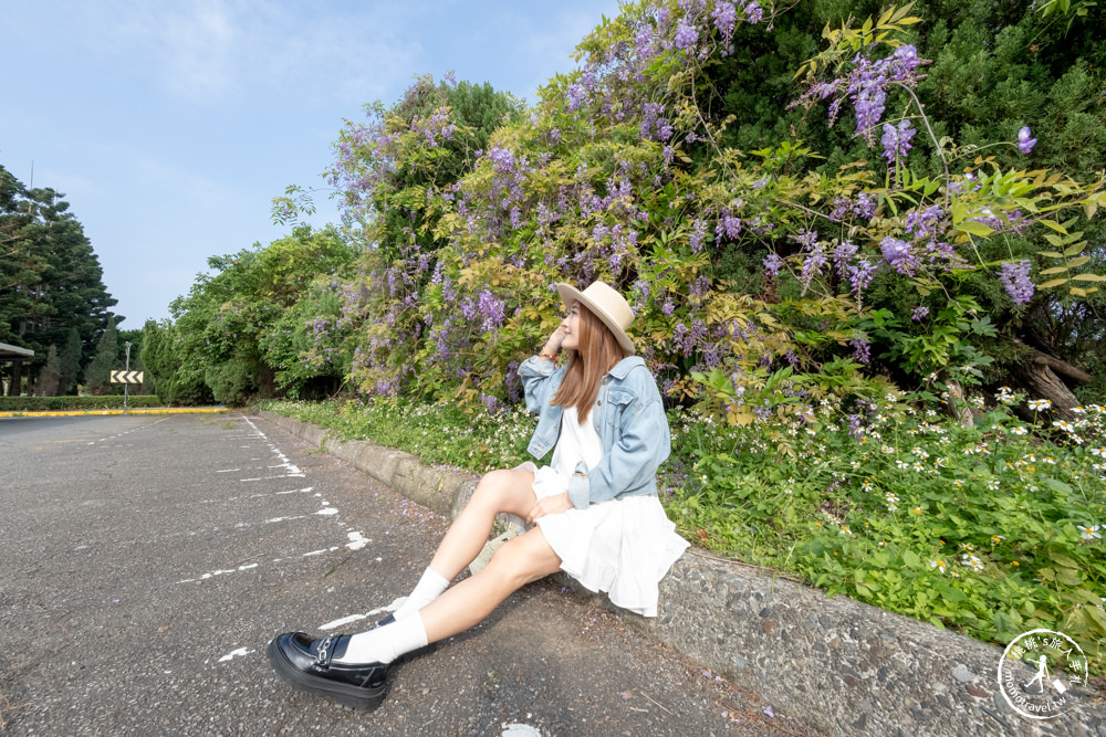 桃園蘆竹景點|開南大學紫藤花隧道|花況花期.交通停車.相關介紹