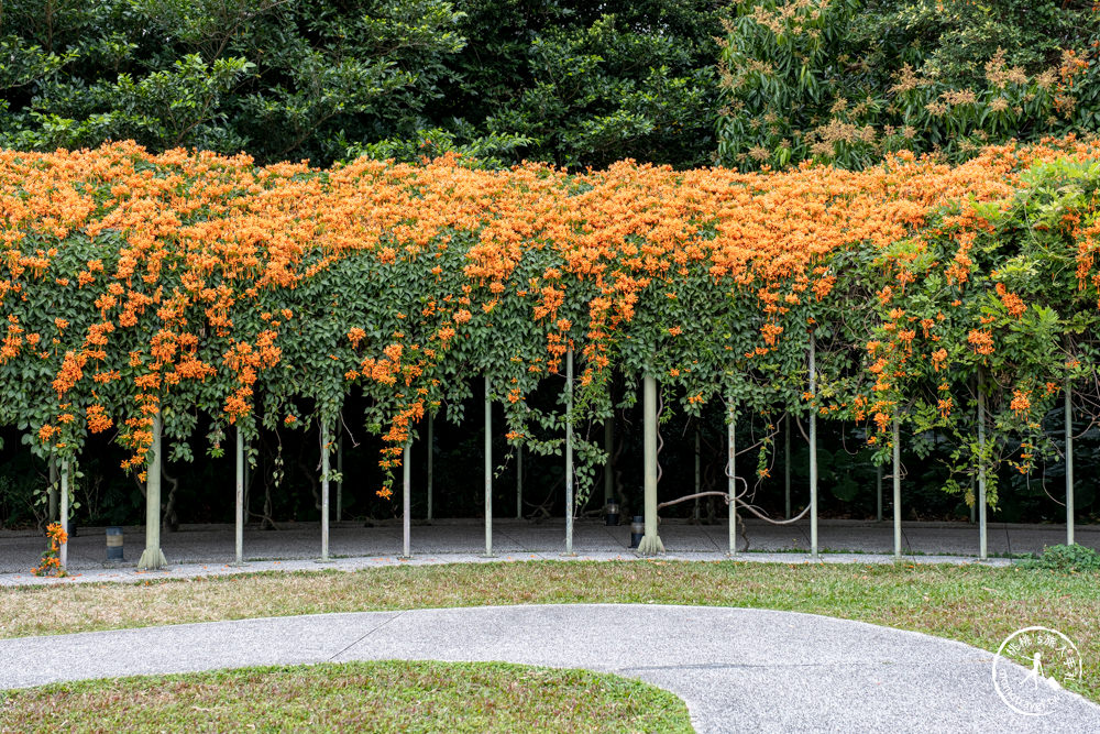 台北中山景點|花博公園圓山園區 炮仗花瀑布隧道|市區賞花推薦景點.搭捷運就能到.最新花況.活動時間介紹