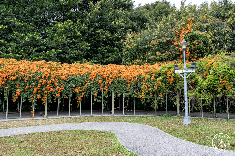 台北中山景點|花博公園圓山園區 炮仗花瀑布隧道|市區賞花推薦景點.搭捷運就能到.最新花況.活動時間介紹