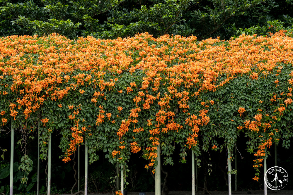 台北中山景點|花博公園圓山園區 炮仗花瀑布隧道|市區賞花推薦景點.搭捷運就能到.最新花況.活動時間介紹