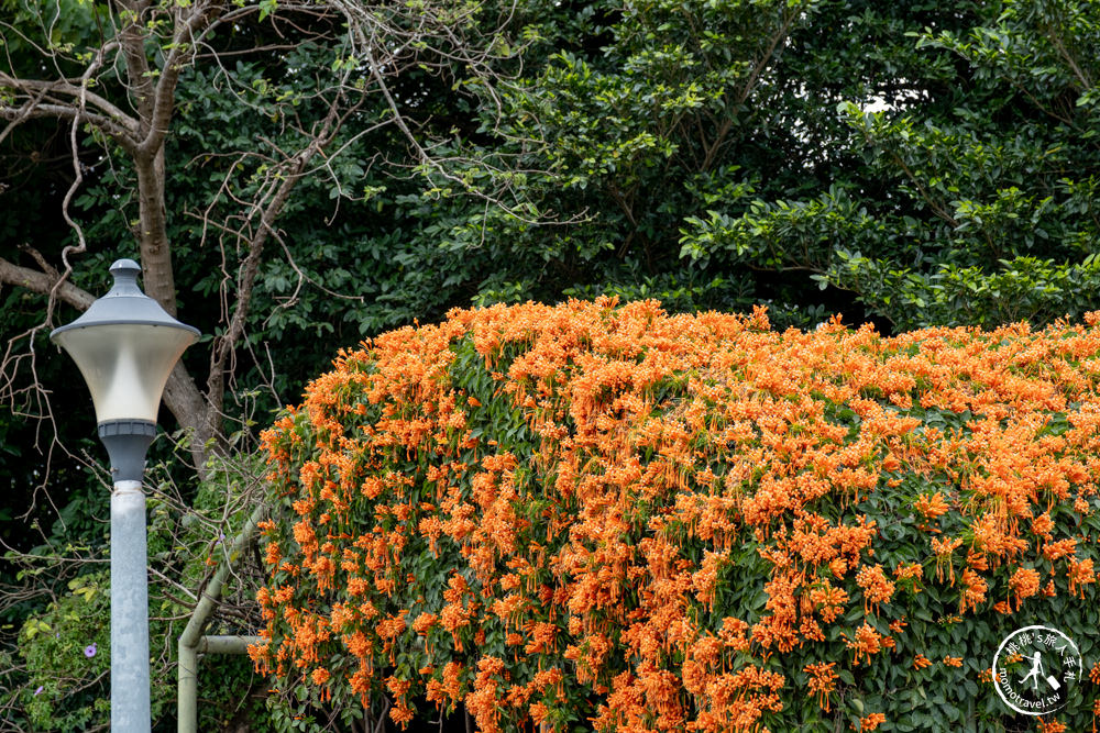 台北中山景點|花博公園圓山園區 炮仗花瀑布隧道|市區賞花推薦景點.搭捷運就能到.最新花況.活動時間介紹