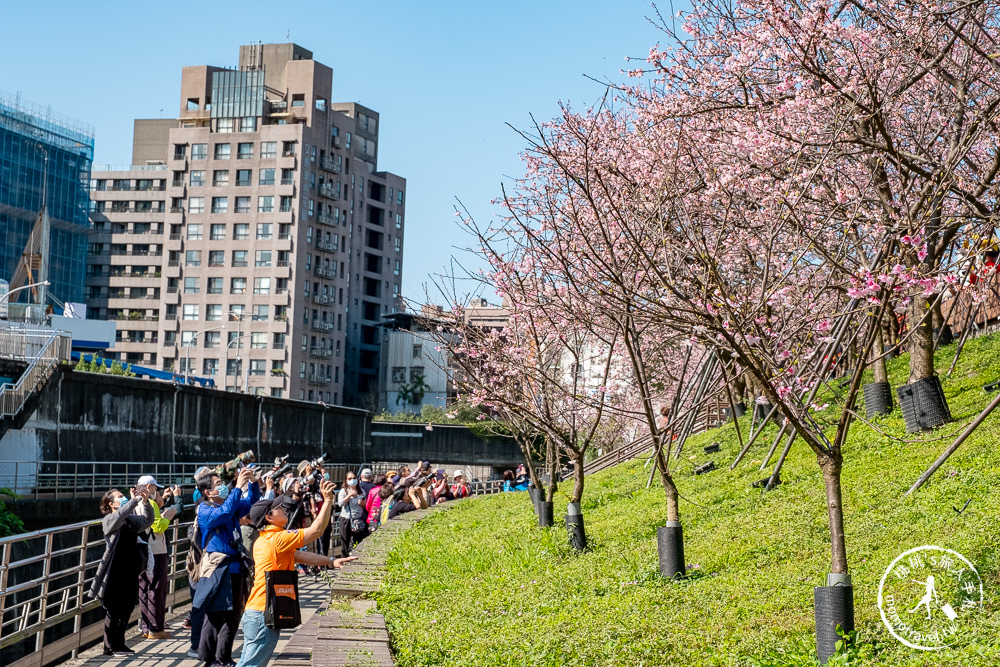 台北賞櫻景點》內湖樂活櫻花季-2021最新花況│東湖內溝溪櫻花步道日夜都美麗!