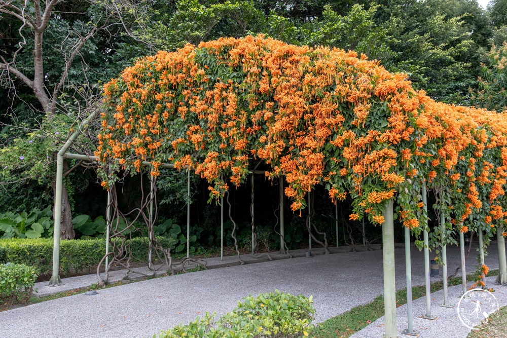 台北中山景點|花博公園圓山園區 炮仗花瀑布隧道|市區賞花推薦景點.搭捷運就能到.最新花況.活動時間介紹