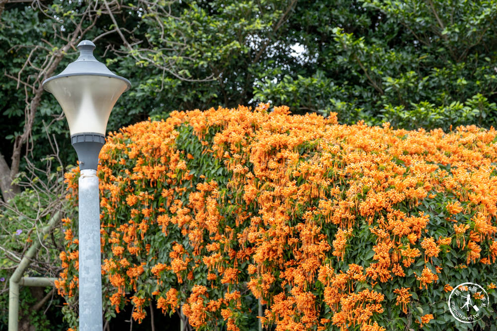 台北中山景點|花博公園圓山園區 炮仗花瀑布隧道|市區賞花推薦景點.搭捷運就能到.最新花況.活動時間介紹