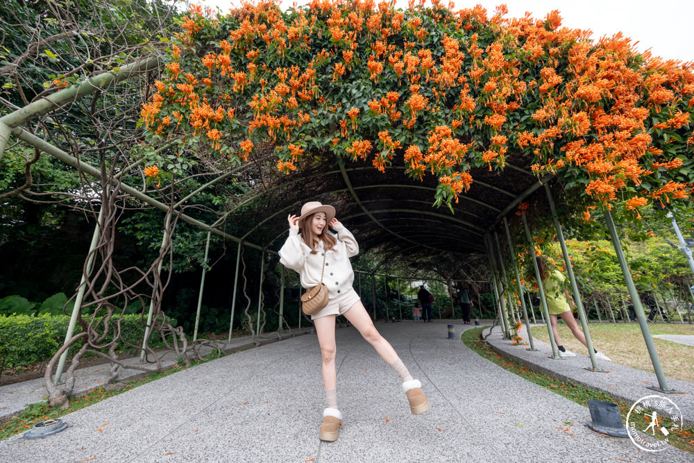 台北中山景點|花博公園圓山園區 炮仗花瀑布隧道|市區賞花推薦景點.搭捷運就能到.最新花況.活動時間介紹