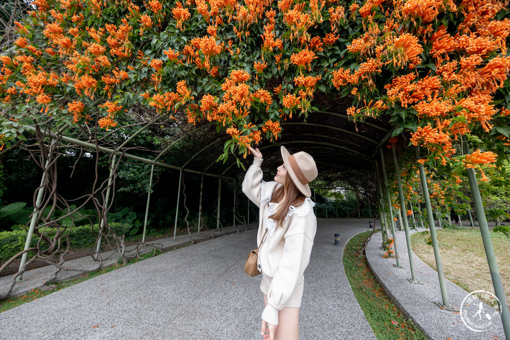 台北中山景點|花博公園圓山園區 炮仗花瀑布隧道|市區賞花推薦景點.搭捷運就能到.最新花況.活動時間介紹