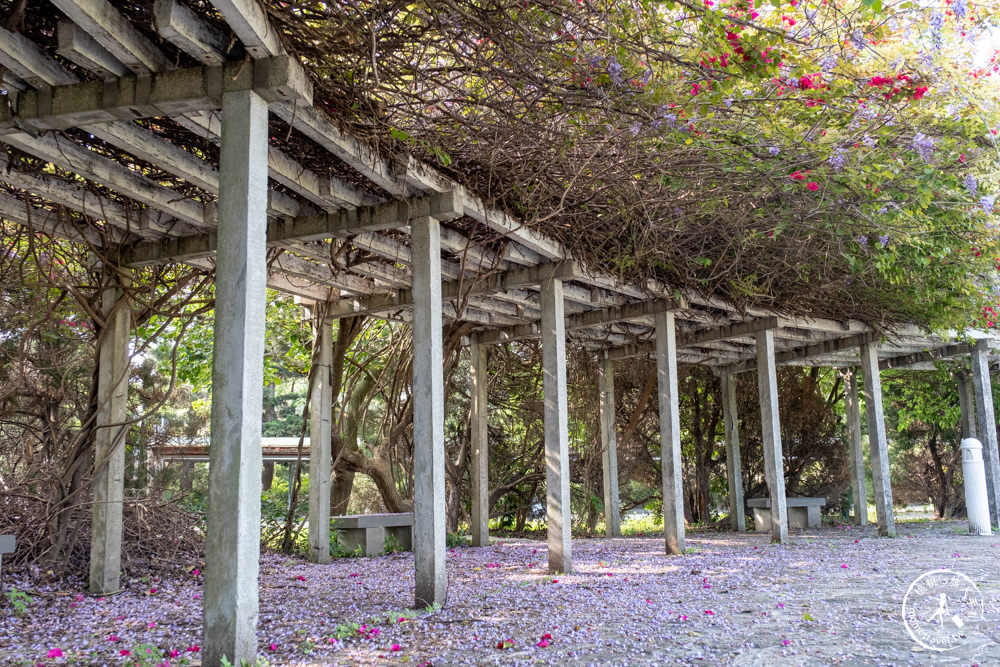 桃園蘆竹景點|開南大學紫藤花隧道|花況花期.交通停車.相關介紹