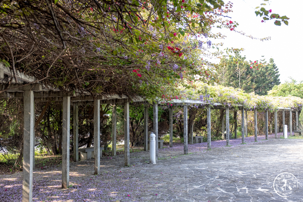 桃園蘆竹景點|開南大學紫藤花隧道|花況花期.交通停車.相關介紹