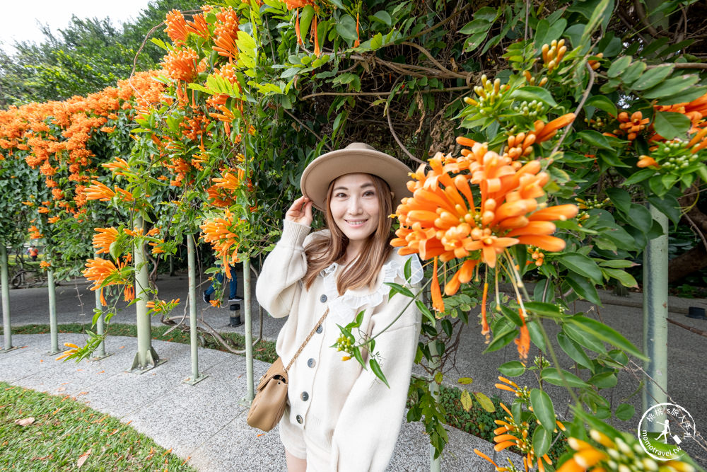 台北中山景點|花博公園圓山園區 炮仗花瀑布隧道|市區賞花推薦景點.搭捷運就能到.最新花況.活動時間介紹