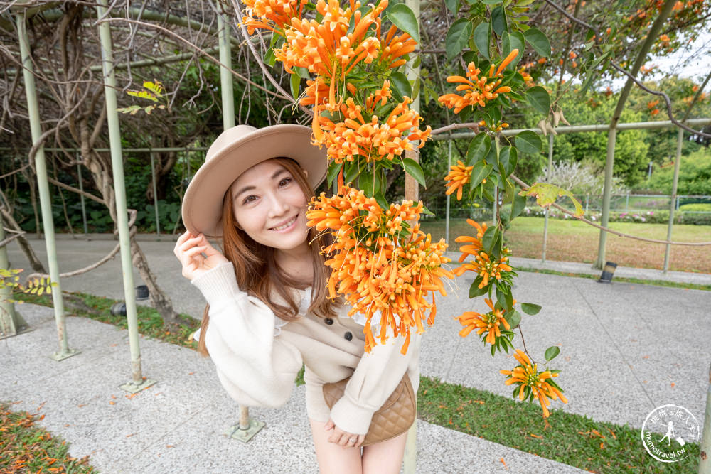 台北中山景點|花博公園圓山園區 炮仗花瀑布隧道|市區賞花推薦景點.搭捷運就能到.最新花況.活動時間介紹