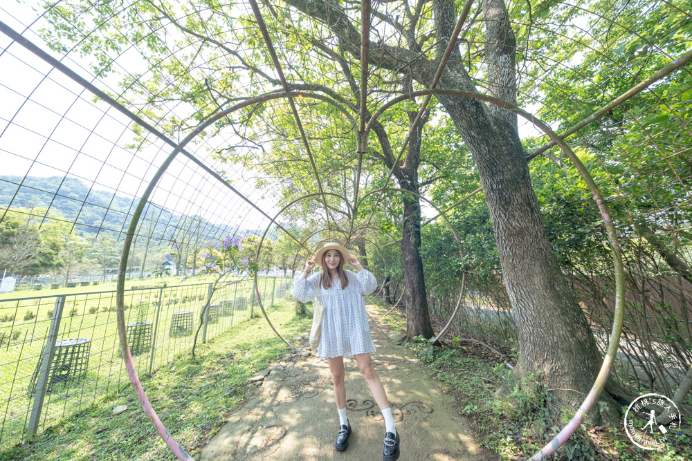桃園大溪景點|富田花園農場|左擁右抱羊駝.笑笑羊 零距離貼貼可愛動物(營業時間.交通停車.門票資訊)
