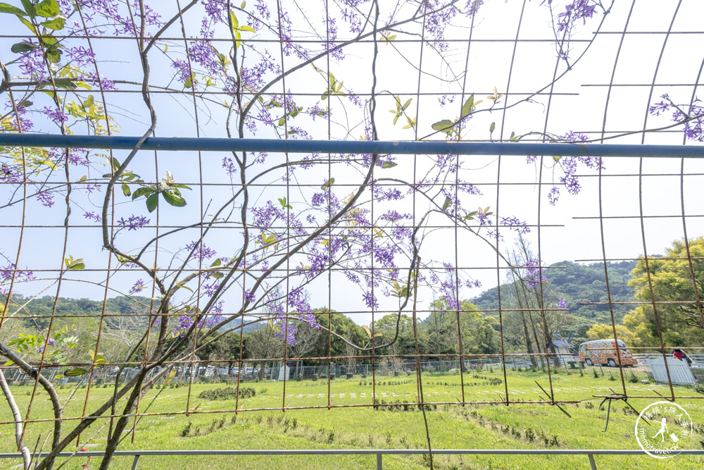 桃園大溪景點|富田花園農場|左擁右抱羊駝.笑笑羊 零距離貼貼可愛動物(營業時間.交通停車.門票資訊)