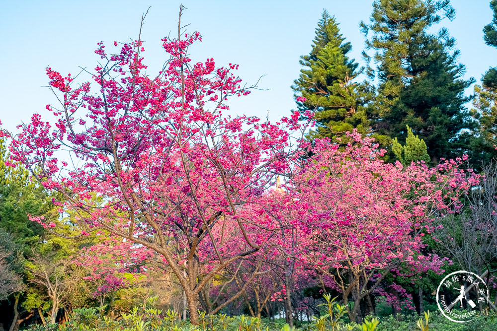 台北賞櫻景點》中正紀念堂櫻花-2021最新花況│粉紅大漁櫻+桃紅八重櫻 同時綻放 走春賞櫻去！