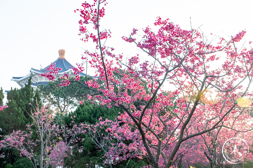 台北賞櫻景點》中正紀念堂櫻花-2021最新花況│粉紅大漁櫻+桃紅八重櫻 同時綻放 走春賞櫻去！