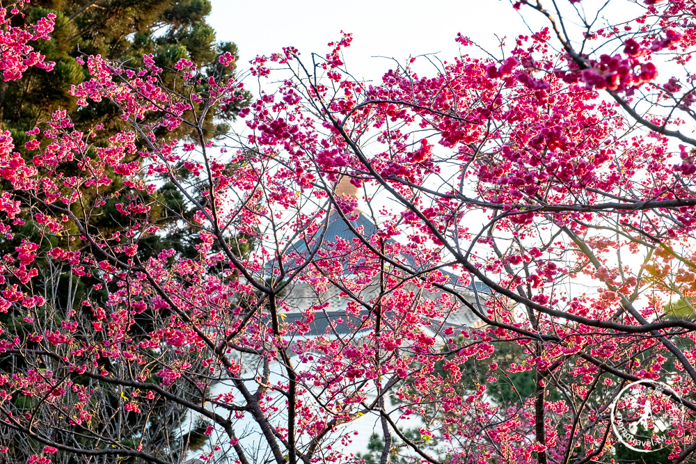 台北賞櫻景點》中正紀念堂櫻花-2021最新花況│粉紅大漁櫻+桃紅八重櫻 同時綻放 走春賞櫻去！