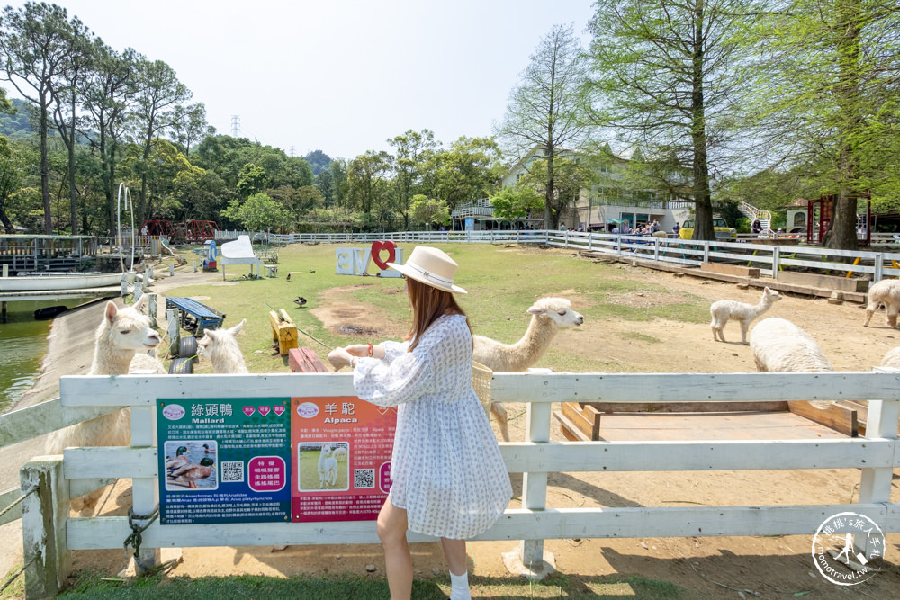 桃園大溪景點|富田花園農場|左擁右抱羊駝.笑笑羊 零距離貼貼可愛動物(營業時間.交通停車.門票資訊)