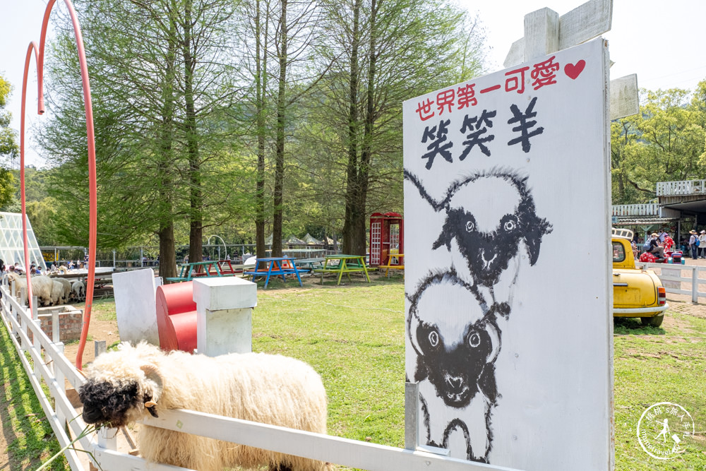 桃園大溪景點|富田花園農場|左擁右抱羊駝.笑笑羊 零距離貼貼可愛動物(營業時間.交通停車.門票資訊)