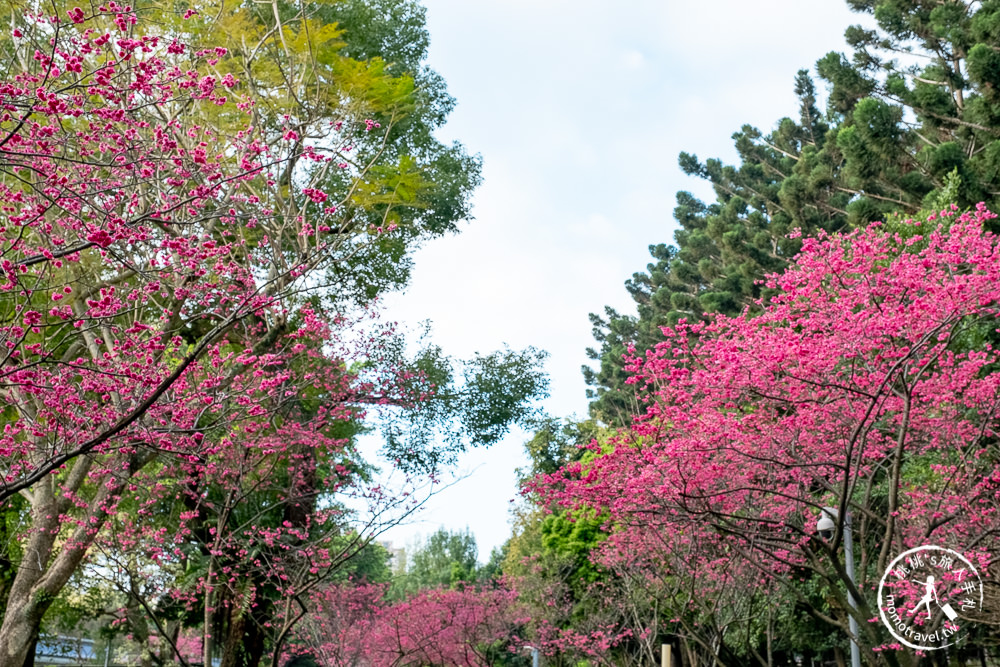 台北賞櫻景點》中正紀念堂櫻花-2021最新花況│粉紅大漁櫻+桃紅八重櫻 同時綻放 走春賞櫻去！