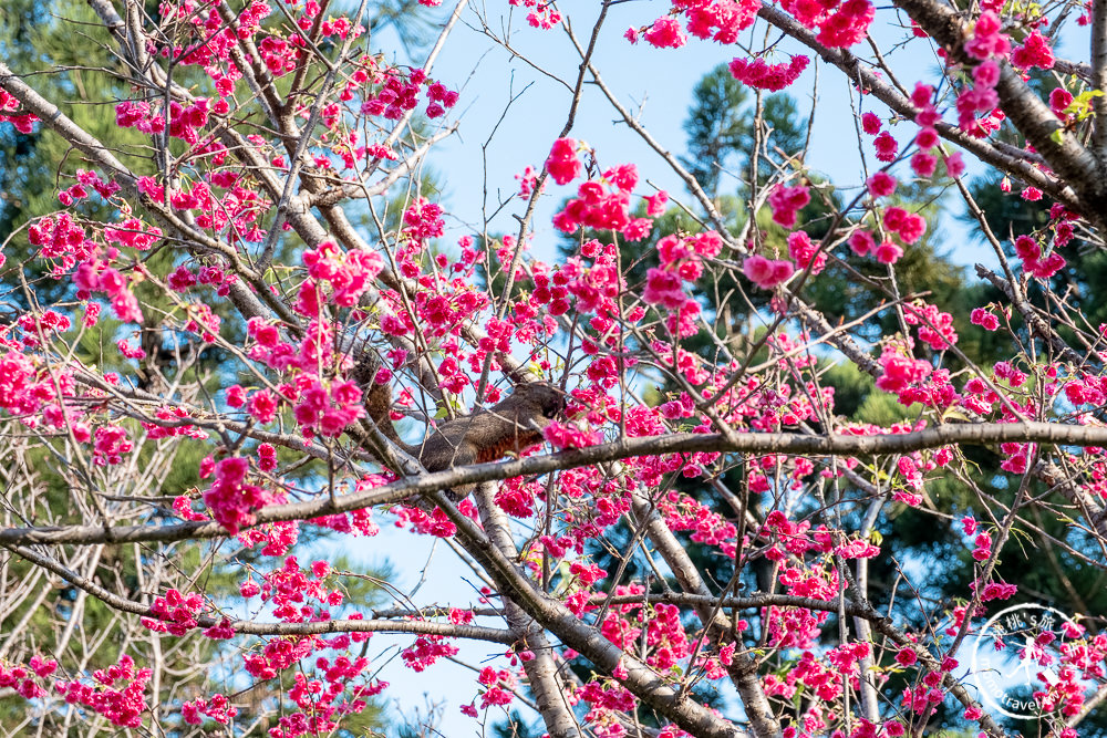 台北賞櫻景點》中正紀念堂櫻花-2021最新花況│粉紅大漁櫻+桃紅八重櫻 同時綻放 走春賞櫻去！