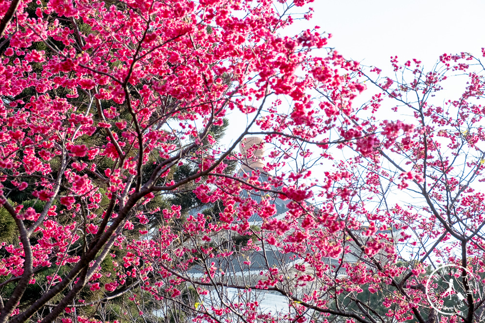 台北賞櫻景點》中正紀念堂櫻花-2021最新花況│粉紅大漁櫻+桃紅八重櫻 同時綻放 走春賞櫻去！