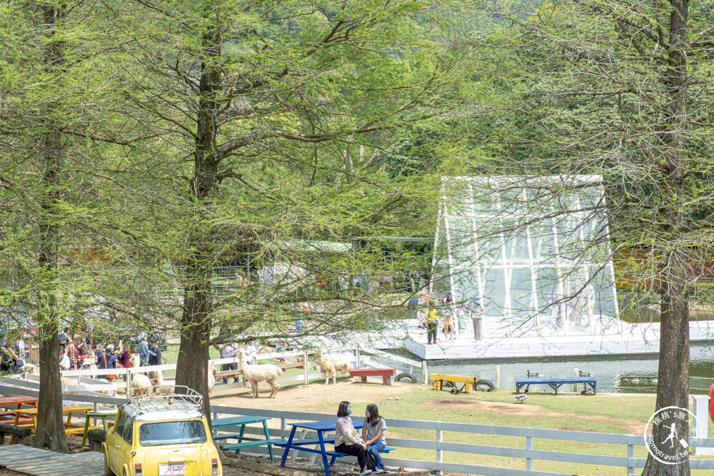 桃園大溪景點|富田花園農場|左擁右抱羊駝.笑笑羊 零距離貼貼可愛動物(營業時間.交通停車.門票資訊)