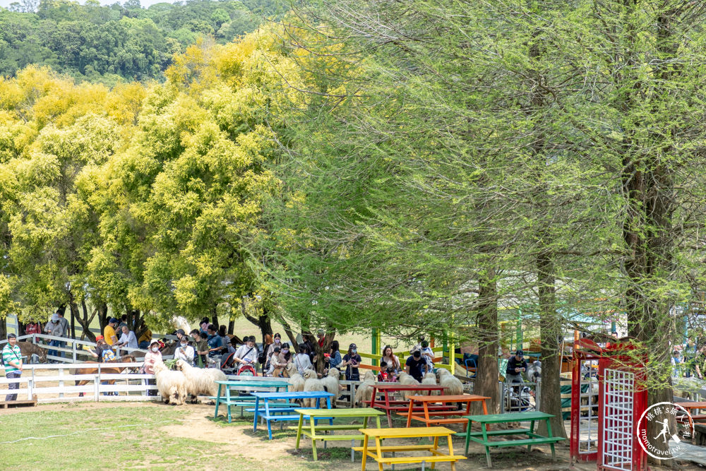 桃園大溪景點|富田花園農場|左擁右抱羊駝.笑笑羊 零距離貼貼可愛動物(營業時間.交通停車.門票資訊)