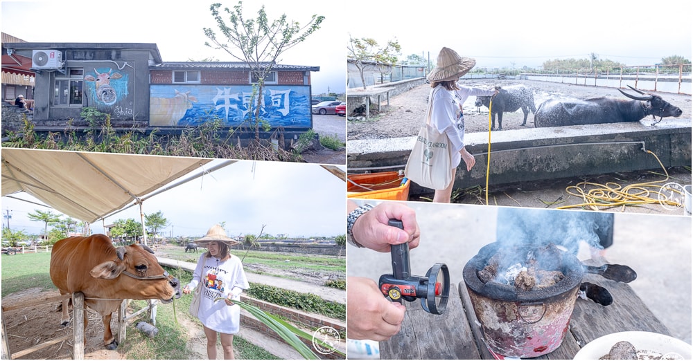 宜蘭壯圍景點|牛頭司-耕牛小學堂|餵牛吃草.幫牛梳毛.沖涼.還可體驗犁田農家樂(門票.預約.DIY)