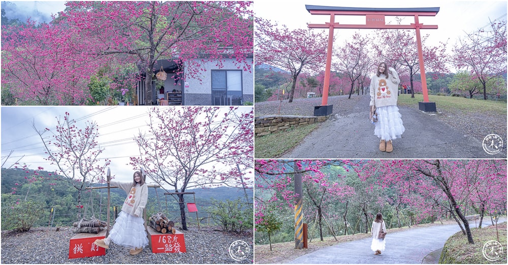 宜蘭冬山景點|松櫻秘境-櫻花樹下露營-超佛免費開放賞櫻|最新賞櫻花況.停車資訊.賞花拍照點介紹
