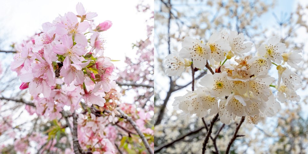 台中賞櫻景點》中科崴立櫻花公園(免門票)-2021最新花況│河津櫻.八重櫻.綠萼櫻-白.粉.桃紅繽紛滿開