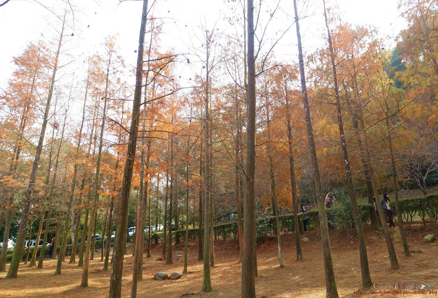 落羽松秘境》台中后里泰安 如光山寺落羽松祕境